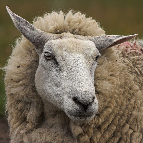 Oradea: În lipsă de bani, Fiscul confiscă oi