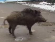 Un ieşean a fost muşcat de un porc mistreţ în spatele casei (VIDEO)