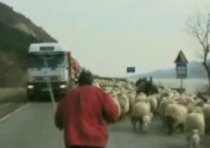 Oile au invadat un drum european (VIDEO)