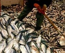 Raport: Subvenţiile UE au încurajat pescuitul excesiv