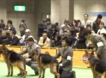 Japonia: 2500 de câini au participat la cel mai mare concurs de frumuseţe canină din lume (VIDEO)