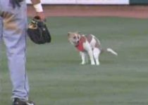Cel mai rapid jucător de baseball: Un câine hiperactiv - VIDEO