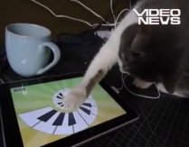 Pisică versus iPad: Cel mai nou gadget Apple, luat la "smotocit" - VIDEO
