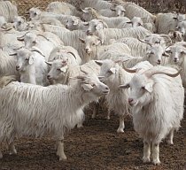 China a modificat genetic şi a clonat capre pentru o productivitate mai mare