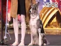 Cel mai talentat câine de la Britain's Got Talent a încântat audienţa şi juriul (VIDEO)
