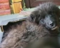 Cruzime la 14 ani: A tăiat labele şi coada unui câine - IMAGINI ŞOCANTE