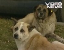 Eutanasierea câinilor fără stăpân ar putea fi permisă din nou în România
