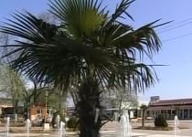 Pregătirile pentru 1 mai, pe ultima sută de metri: La Mamaia sunt replantaţi palmierii (VIDEO)