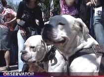 Protest faţă de decizia de a eutanasia câinii maidanezi, în Capitală (VIDEO)