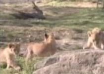 Puii tripleţi ai unei leoaice, prezentaţi pentru prima oară la un zoo din New York (VIDEO)