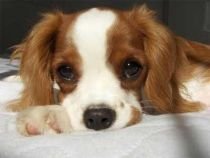 Studiu: Numai 30% dintre bucureşteni se opun eutanasierii câinilor (VIDEO)