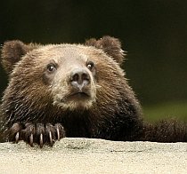 Ecologiştii de la WWF lansează o campanie pentru salvarea urşilor din România
