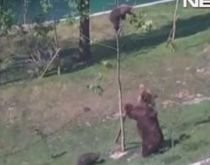 O ursoaică îşi salvează puiul căţărat în copac (VIDEO)