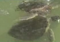 Un spital din Florida are ca pacienţi broaşte ţestoase (VIDEO)