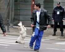 Presa străină, despre maidanezii din Bucureşti: Peste 100.000 de câini vagabonzi vor fi "măcelăriţi" 