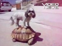 Un câine a găsit un nou mijloc de locomoţie: broasca ţestoasă (VIDEO)
