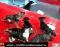 Câinii comunitari ai lui Corneliu Vadim Tudor au rupt masa lui Dan Diaconescu - VIDEO
