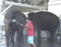 Doi elefanţi fac baie la o spălătorie auto din Târgu Jiu (VIDEO)