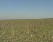 Bucureştenii care au terenuri virane ar putea fi obligaţi să le salubrizeze şi să le acopere cu gazon (VIDEO)