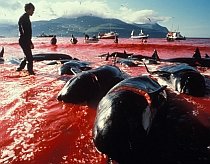 Raport: Balenele şi delifinii merită ?drepturi umane? datorită inteligenţei lor

