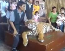 Imagini cu un tigru sedat şi abuzat într-o grădină zoologică din Malaezia (VIDEO)