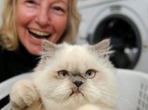 Noroc pisicesc: O felină a supravieţuit după ce a fost spălată în maşina automată (VIDEO)