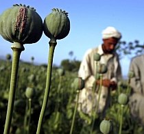 Kremlin, nemulţumit de campania anti-drog din  Afghanistan
