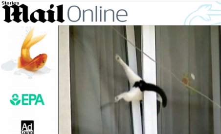 Pisica blocată într-o fereastră în Bucureşti a ajuns vedetă internaţională (VIDEO)