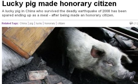 Porc norocos: Desemnat "cetăţean de onoare" în China, după ce a supravieţuit seismului din 2008