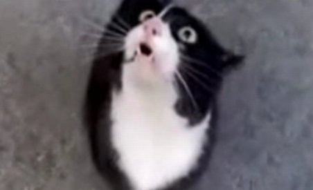 O pisică guralivă: Îi "miorlăie" informaţii importante stăpânului ei (VIDEO) 