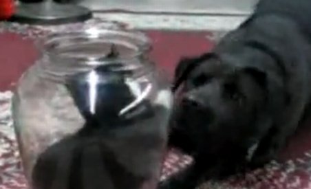 Pisică şmecheră: Enervează un câine şi apoi se ascunde într-un borcan (VIDEO)