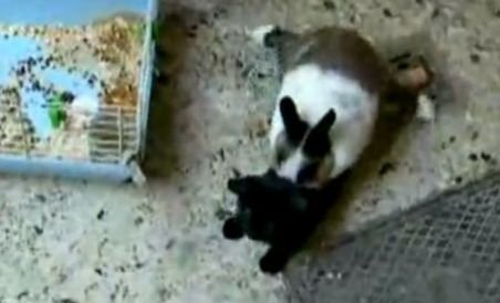 Pisică, abuzată sexual de un iepure (VIDEO) 