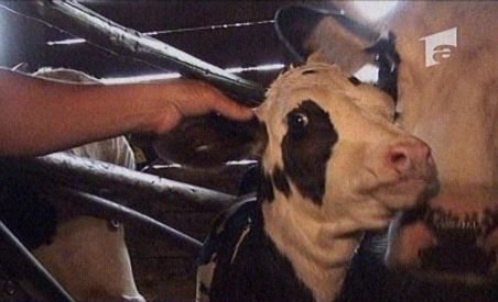 Porci şi vaci, transformate de bucureşteni în animale de companie (VIDEO)
