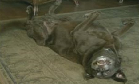 Un câine şi-a salvat singur viaţa: A claxonat, după ce stăpâna l-a uitat în maşină (VIDEO)
