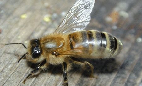 Căldura face insectele mai agresive. Zeci de ieşeni înţepaţi de viespi sau albine