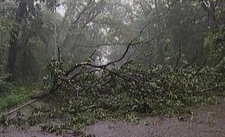 Copaci căzuţi şi maşini avariate în nordul Capitalei, în urma unei furtuni puternice (VIDEO)