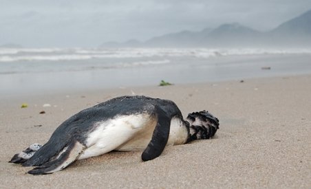 Sute de pinguini morţi pe plajele din Brazilia (VIDEO)