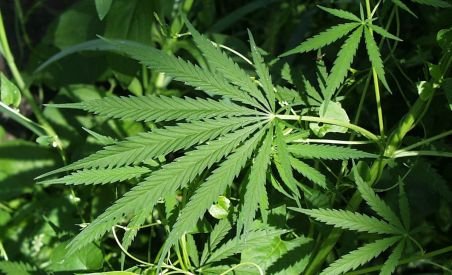 Marijuana, cultivată legal în Oakland, a decis municipalitatea din oraşul californian
