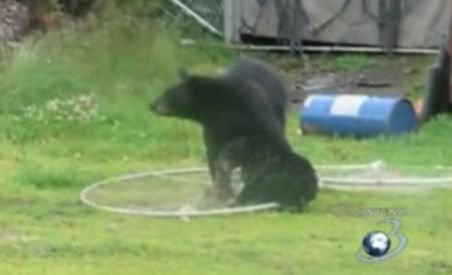 Pui de urs, salvat de mama sa după ce a rămas prins într-o plasă de pescuit (VIDEO)