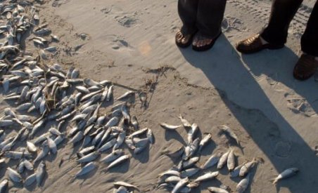 Sute de peşti morţi pe plajele din Năvodari, Mamaia şi Constanţa (VIDEO)