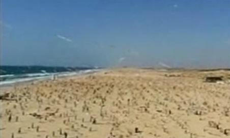 Mii de copii din Gaza s-au adunat pe o plajă pentru a doborî recordul mondial la înălţat zmeie (VIDEO)