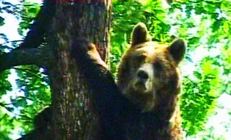Urşii din Carpaţi ar putea fi exportaţi. Până atunci, li se oferă ciocolată pentru a rămâne în pădure (VIDEO)