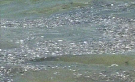 Trei tone de peşti morţi, strânse de pe plajele litoralului în ultimele 24 de ore
