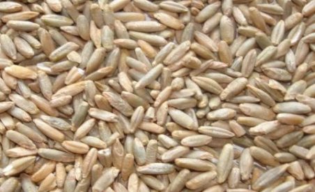 Rusia interzice temporar exporturile de cereale, din cauza secetei. Măsura se aplică din 15 august