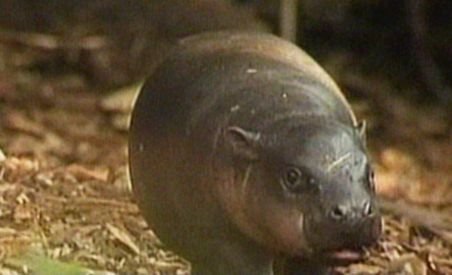 Un hipopotam pigmeu face senzaţie la o grădină zoologică din Sydney