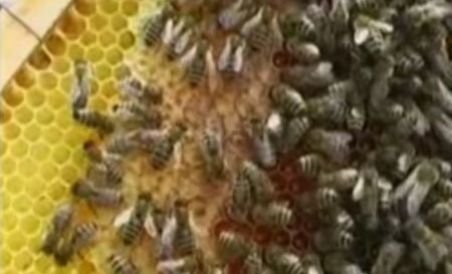 Vremea capricioasă a scăzut dramatic producţia de miere, care se va scumpi cu cel puţin 20% (VIDEO)