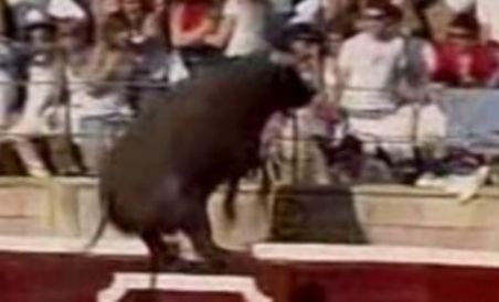 Zeci de răniţi în Spania, după ce un taur a sărit în tribune (VIDEO)