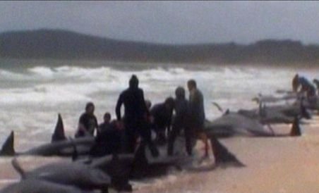 Noua Zeelandă. Aproape 60 de balene-pilot au murit după ce au eşuat pe plajă (VIDEO)