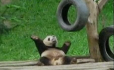 Un urs panda este cel mai simpatic dansator "din buric" al lumii (VIDEO)
