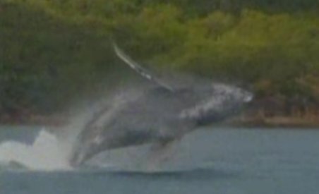 Acrobaţiile unei balene, filmate de turişti în Australia (VIDEO)